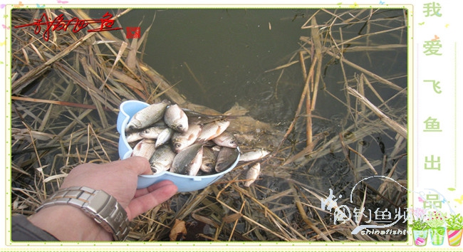 2016之我爱飞鱼觅得好钓点