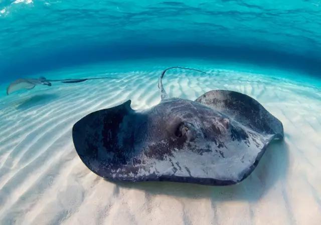 珍珠鱼皮和鳄鱼皮什么区别,珍珠鱼皮与鳄鱼皮的差别