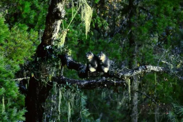 奚志农带队－10天9晚不丹之旅，4月24日出发