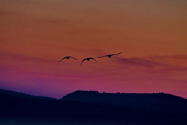白石水库看天鹅最佳位置导航,白石水库看天鹅2020