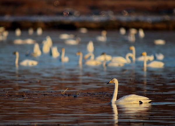 白石水库看天鹅最佳位置导航,白石水库看天鹅2020