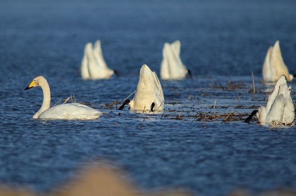 白石水库看天鹅最佳位置导航,白石水库看天鹅2020