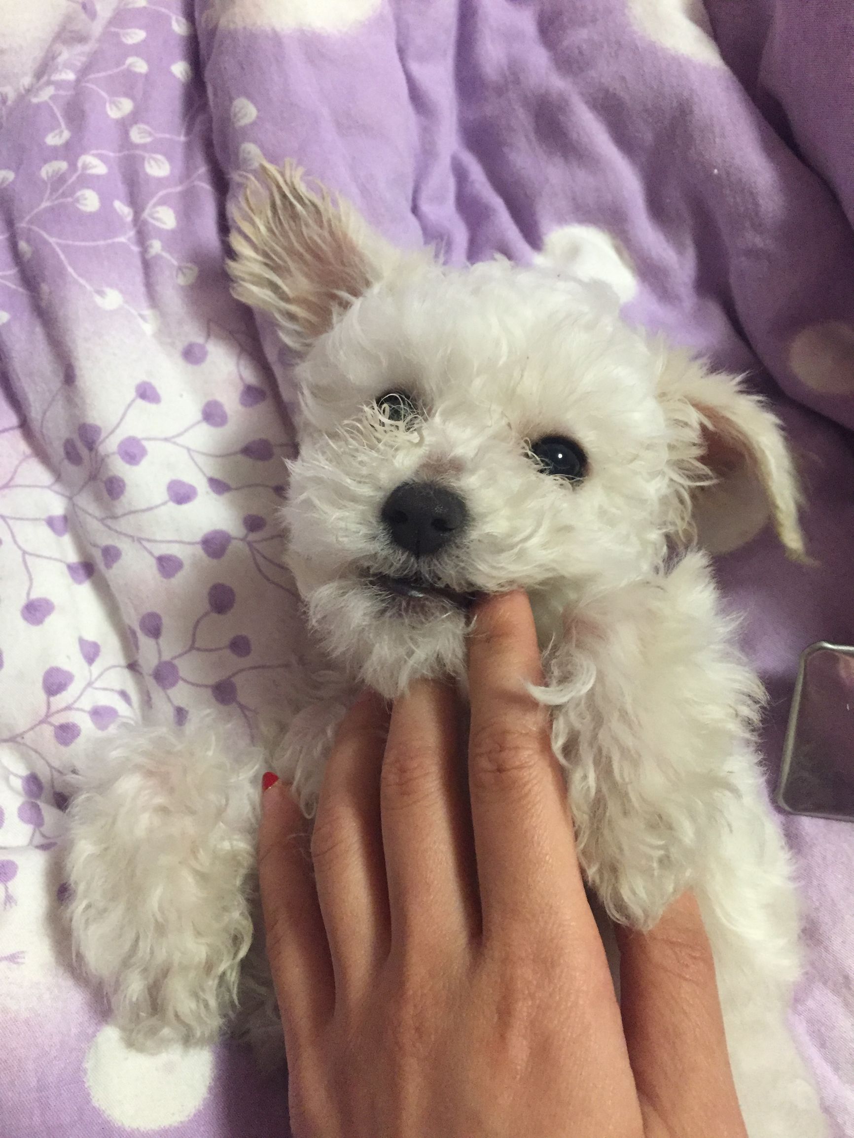 小米粒去汗毛,6-12岁儿童鼻头小米粒怎么消除