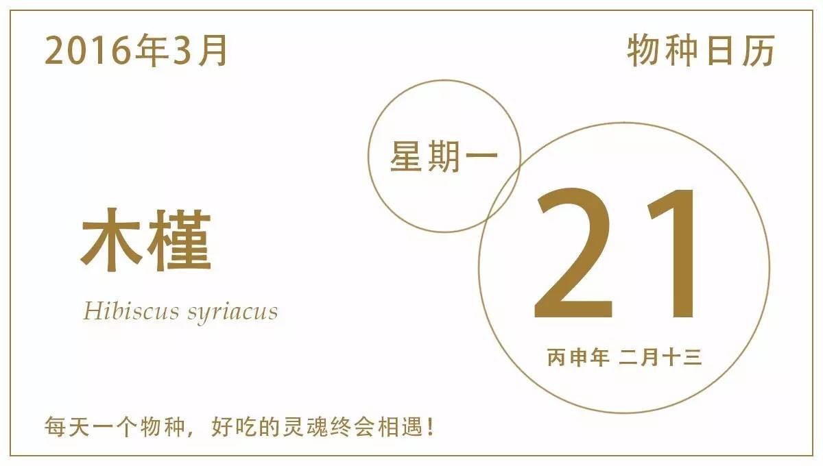 最菜的木槿,木槿好种吗