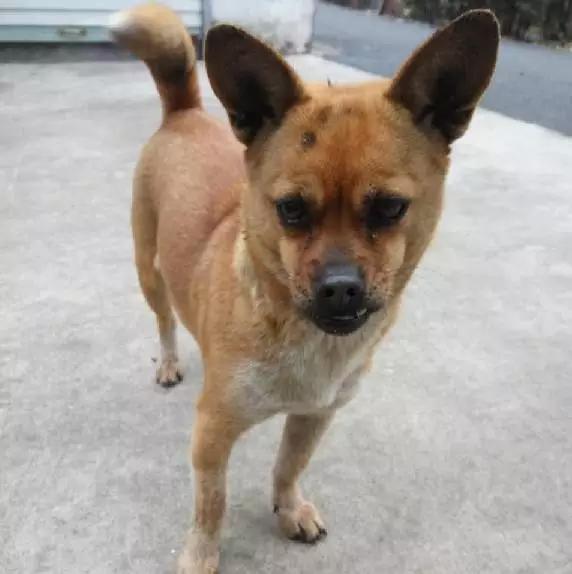 上海市领养流浪动物的地方在哪里,上海市领养小猫的地方