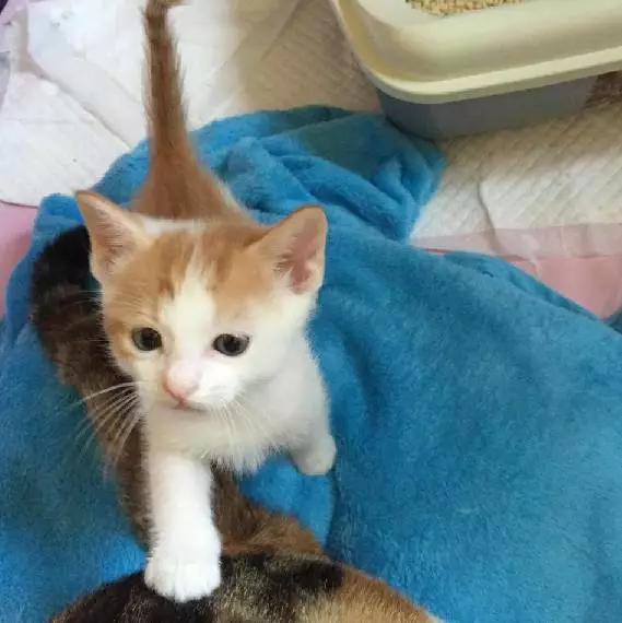 上海市领养流浪动物的地方在哪里,上海市领养小猫的地方