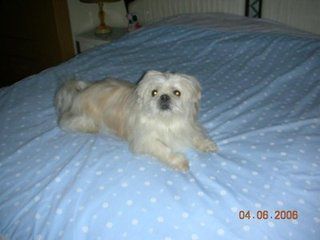 狗狗最开始感染犬瘟热是什么症状,狗狗犬瘟热什么症状要怎么治疗