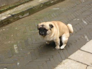 狗狗最开始感染犬瘟热是什么症状,狗狗犬瘟热什么症状要怎么治疗