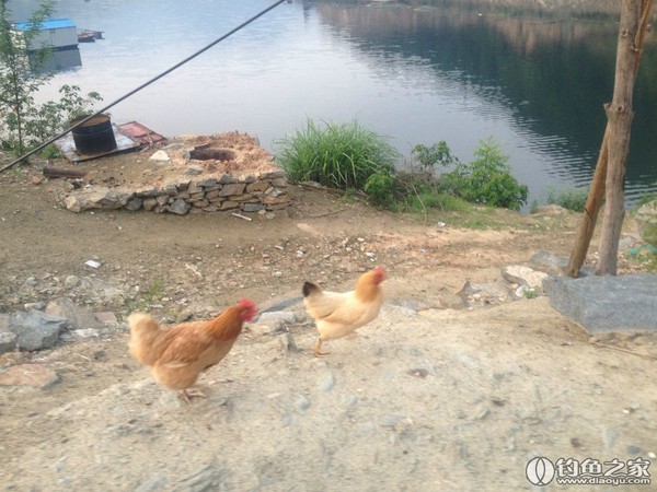 探钓野生鱼视频,探钓野生水库