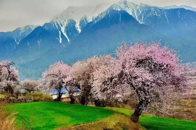 西藏林芝行一路风景如画,林芝最美小镇