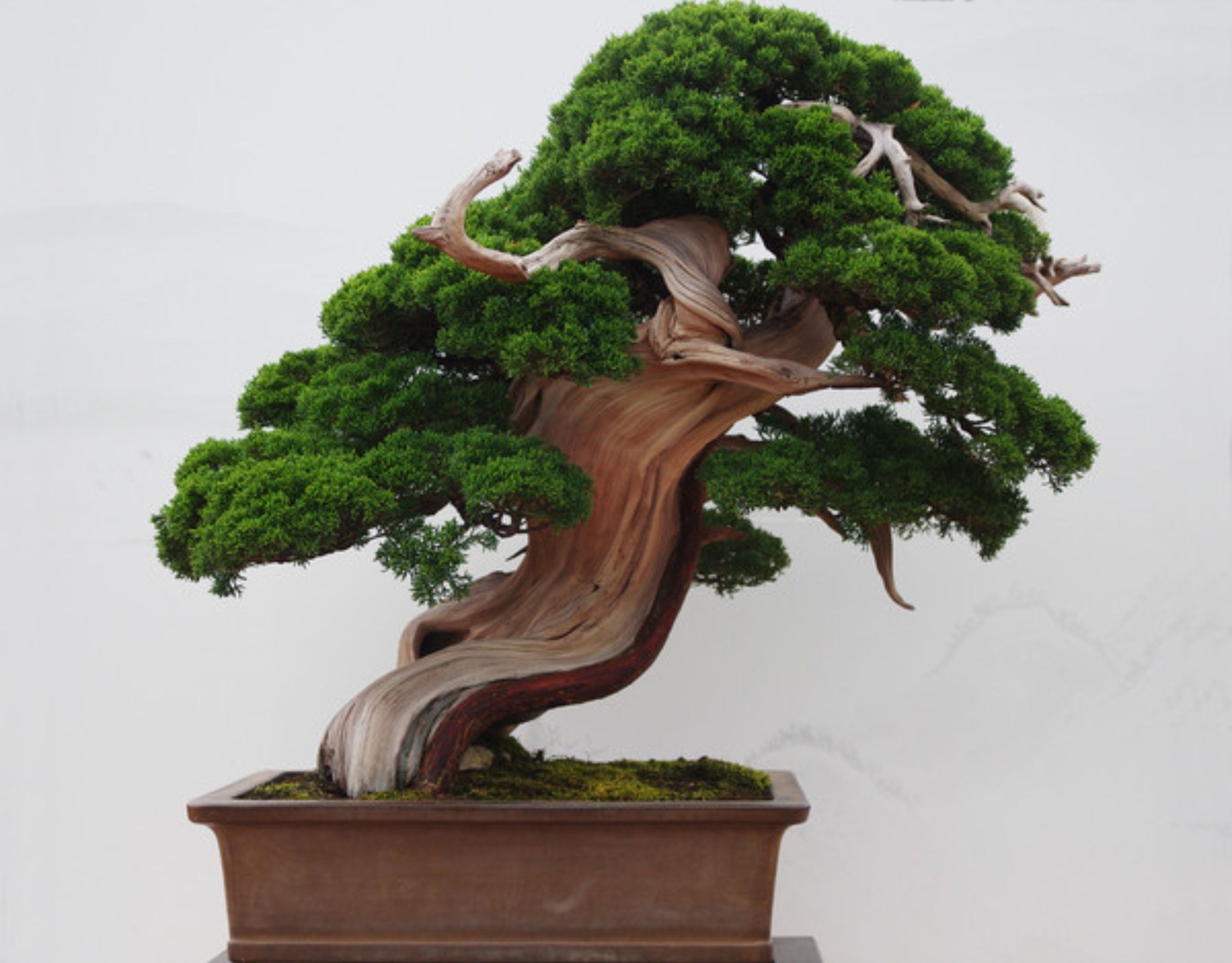 室内养殖蕨类植物有危害吗,什么植物放在室内可以净化空气