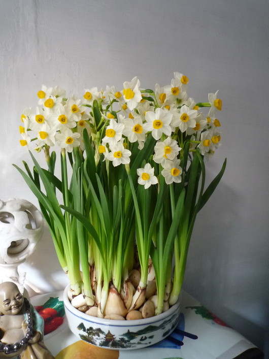 室内养殖蕨类植物有危害吗,什么植物放在室内可以净化空气