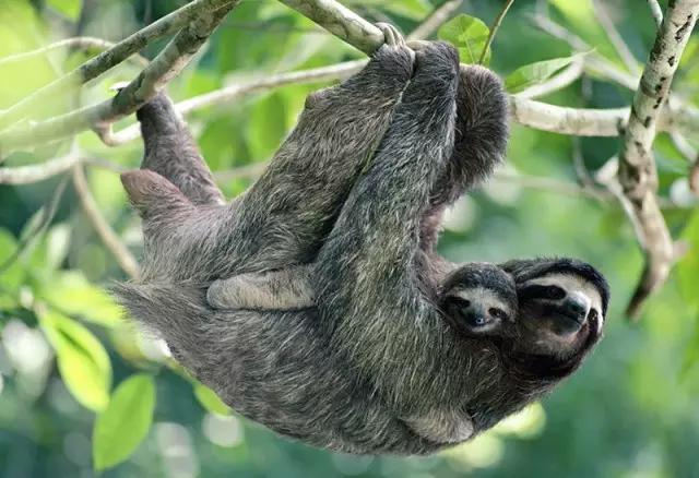 看动物的地方推荐,看动物去哪里的动物园最好