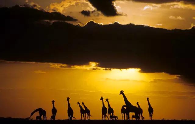 看动物的地方推荐,看动物去哪里的动物园最好