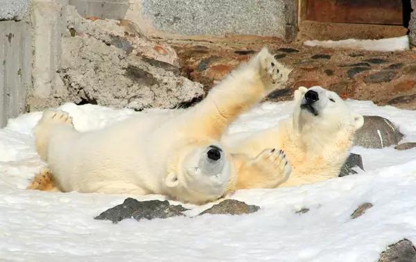 看动物的地方推荐,看动物去哪里的动物园最好