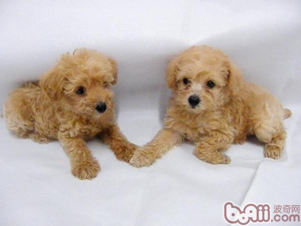 盘点10种最不会脱毛的狗狗，排在第1的墨西哥无毛犬实在太骚啦