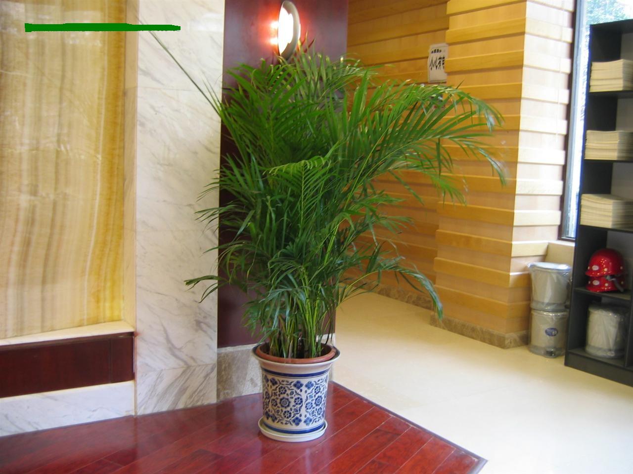 散尾葵怎么养才能长得茂盛呢,散尾葵怎么养才能长得高