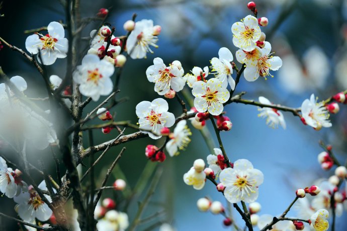 赏梅的正当时候,最是一年春光好踏春赏梅正当时
