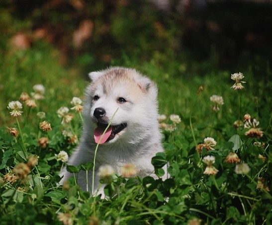 狗狗淋雨会感冒吗,下雨天如何解决狗狗淋雨问题