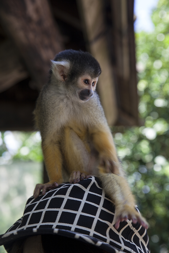 日本除了爱泡澡的温泉猴，还有这群爱翻女生包包的“扒手猴”