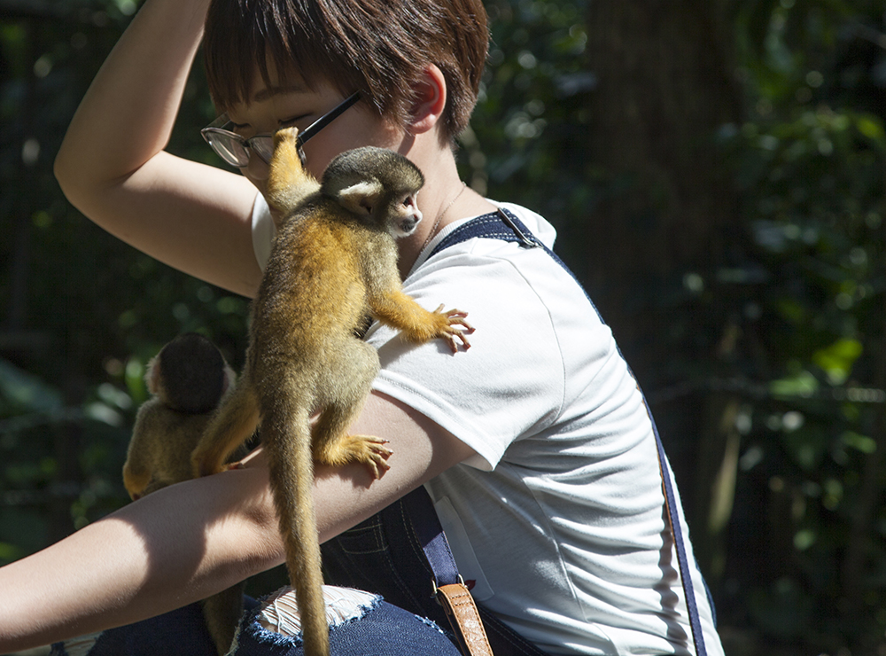 日本除了爱泡澡的温泉猴，还有这群爱翻女生包包的“扒手猴”
