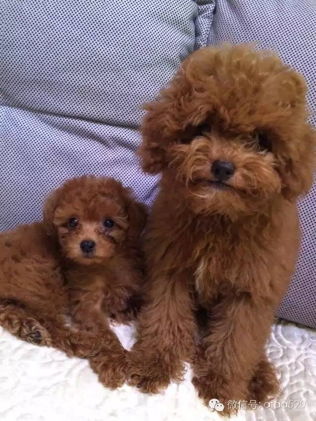 泰迪妈妈生了几个孩子,泰迪接生的过程