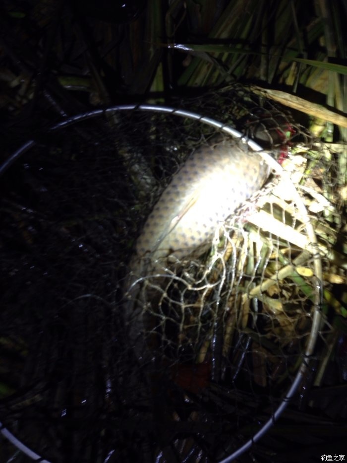 宁夏人钓鱼,黄河钓鱼的人多吗