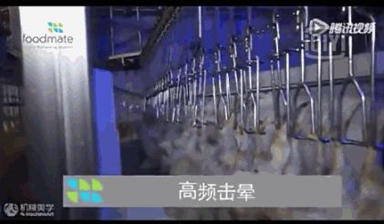看看外国人是怎样宰牛的,德国杀鸡的全过程