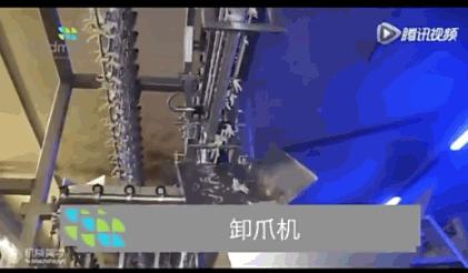 看看外国人是怎样宰牛的,德国杀鸡的全过程