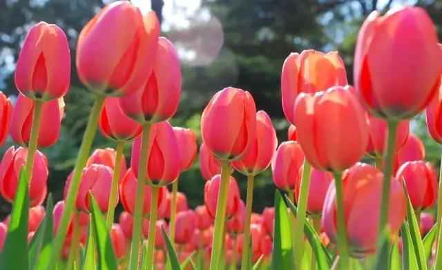 这个周末带孩子去玩,赏花春游好去处花博园