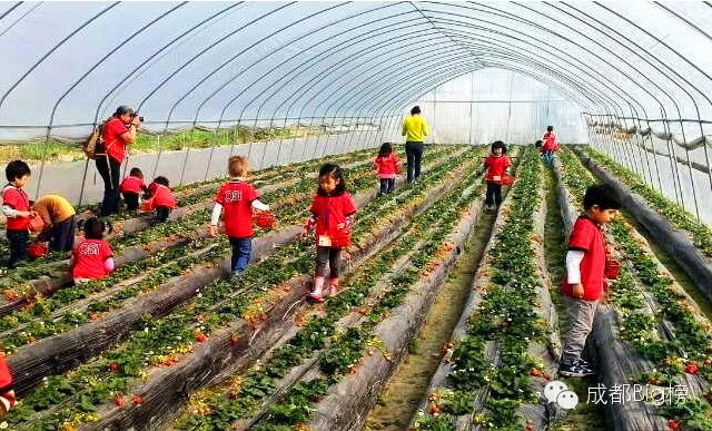 一个用味道留住你的草莓采摘园,52个新鲜草莓