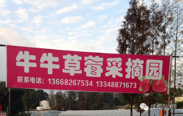 一个用味道留住你的草莓采摘园,52个新鲜草莓