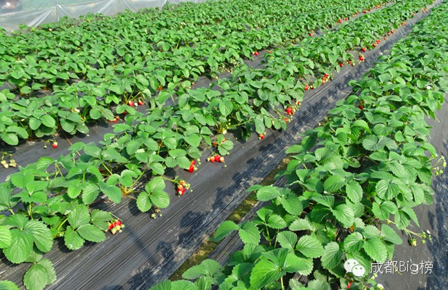 一个用味道留住你的草莓采摘园,52个新鲜草莓