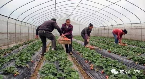 一个用味道留住你的草莓采摘园,52个新鲜草莓