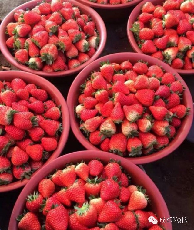 一个用味道留住你的草莓采摘园,52个新鲜草莓