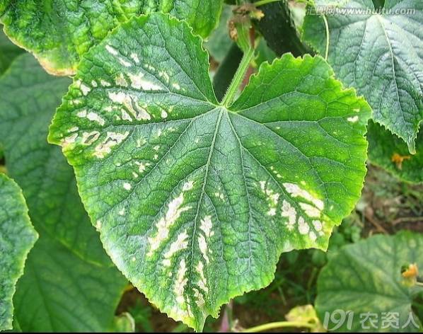 一篇读懂黄瓜的六种病害与防治方法