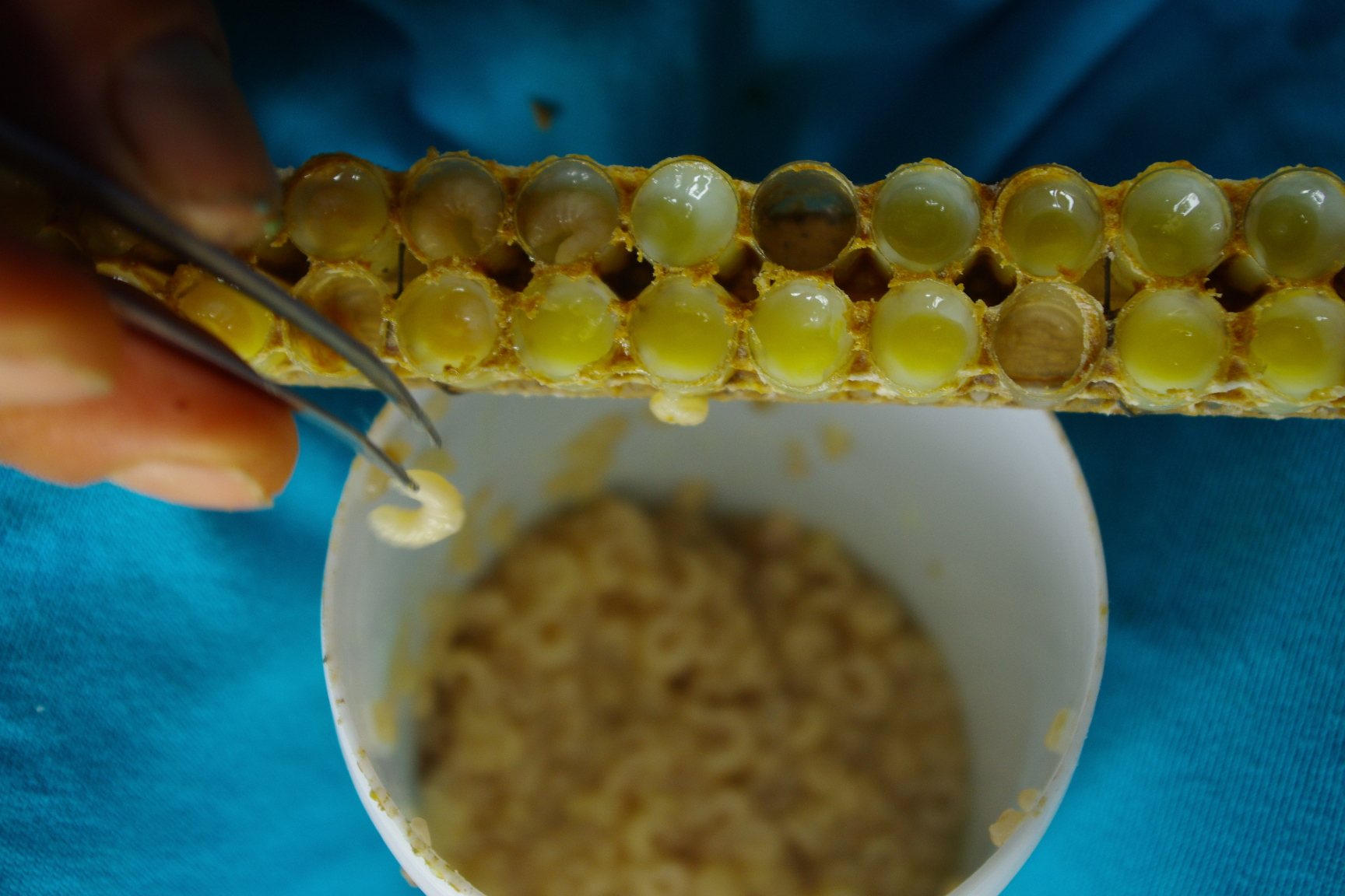 蜜蜂对人类的贡献有哪些,蜜蜂可以带来什么