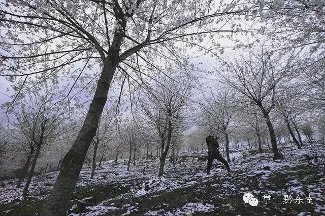 世界观赏樱花的3个地方,看樱花了吗