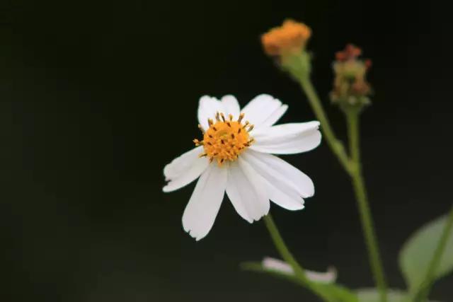农村野生鬼针草大全,鬼针草是什么野草