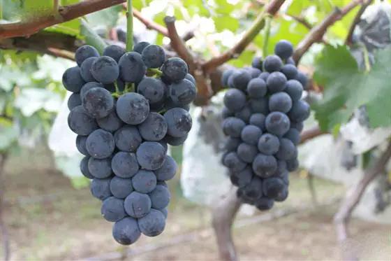 当有人问你你家哪里的该怎么回答,当别人问你哪里来的微信