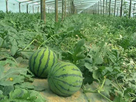 当有人问你你家哪里的该怎么回答,当别人问你哪里来的微信