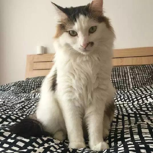 上海猫咪领养虹口,喵小汪宠物领养