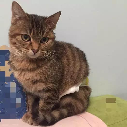 上海猫咪领养虹口,喵小汪宠物领养