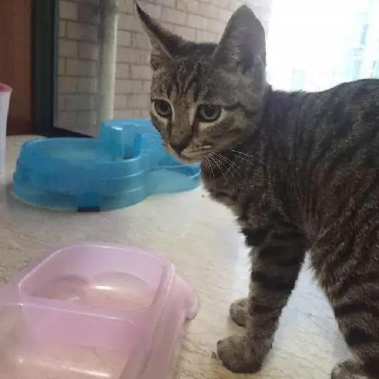 上海猫咪领养虹口,喵小汪宠物领养