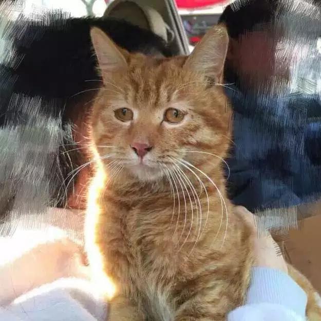 上海猫咪领养虹口,喵小汪宠物领养