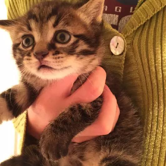 上海猫咪领养虹口,喵小汪宠物领养