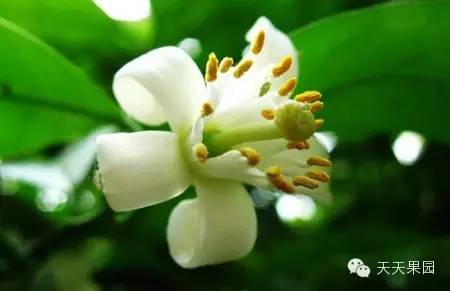 山竹都有哪些问题,山竹的秘密你知道多少