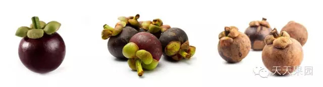 山竹都有哪些问题,山竹的秘密你知道多少