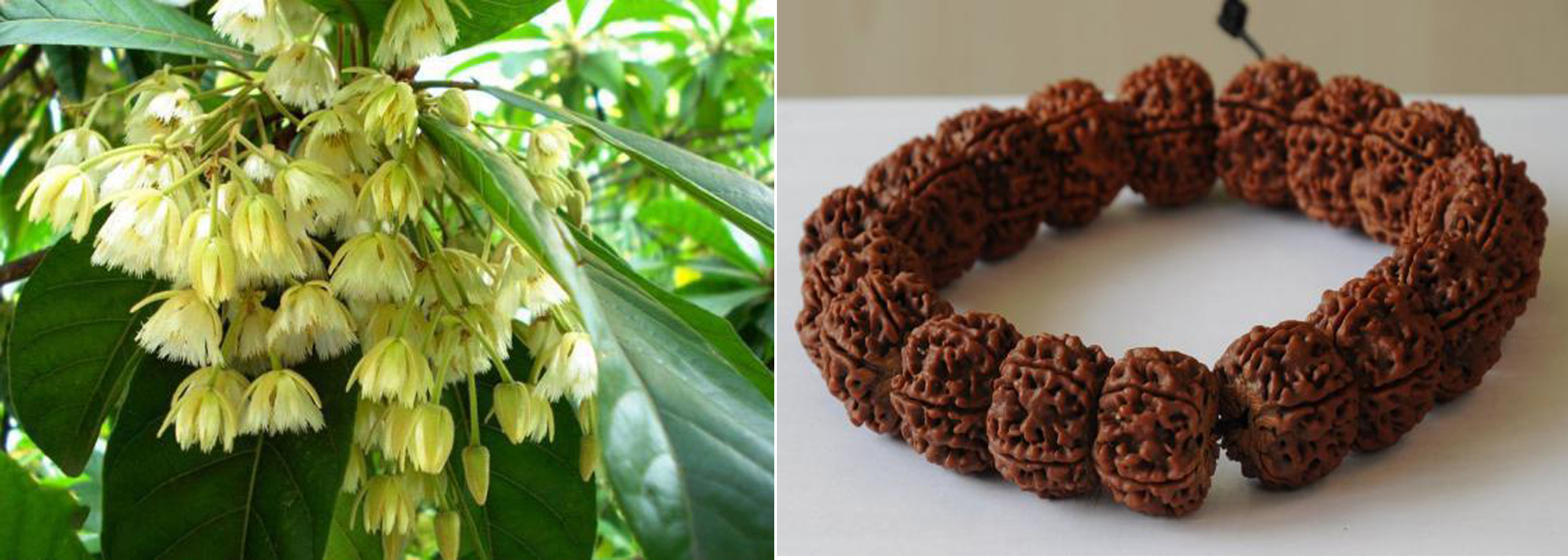 菩提子是菩提树的果实,正宗菩提树菩提子原籽