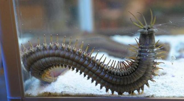 鱼缸里发现一只细长的白色蠕虫 (在鱼缸里发现了小小的扁平的虫子)